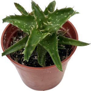 ALOES Congolensis 2½