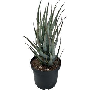 ALOES Blue Elf 8"