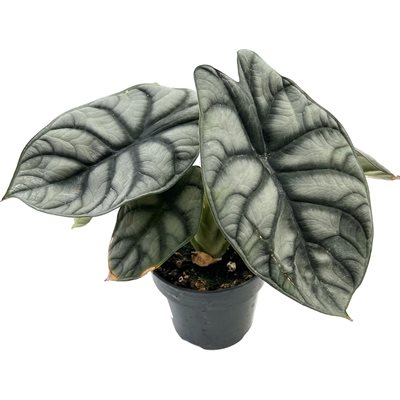 ALOCASIA Silver Dragon 4"