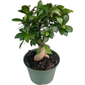 FICUS Microcarpa «Ginseng» bonsaï 6" - pot production