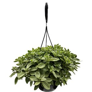PEPEROMIA Pixie Lime 8" PS