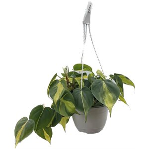PHILODENDRON Brazil 6" PS