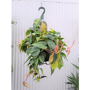 PHILODENDRON Brazil 8" PS