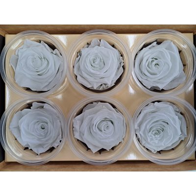 Rose Éternelle boîte de 6- Blanc Angelica