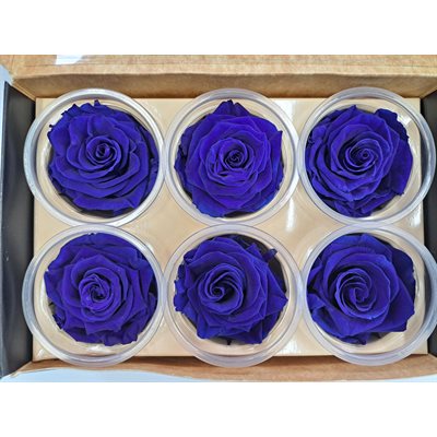 Rose Éternelle boîte de 6 Bleu Royal- Classic
