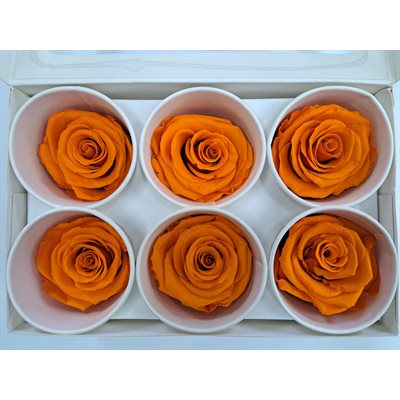Rose Éternelle boîte de 6- Orange- Orange Melt