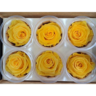 Rose Éternelle boîte de 6- Jaune moutarde