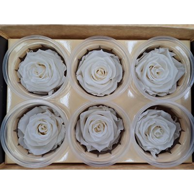 Rose Éternelle boîte de 6- Blanc Fancy