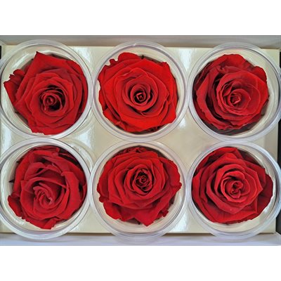 Rose Éternelle boîte de 6- Rouge- Sublime Cherry