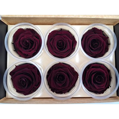 Rose Éternelle boîte de 6- Bourgogne- Red wine