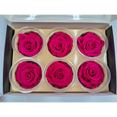 Rose Éternelle boîte de 6- Fushia- Sophisticated