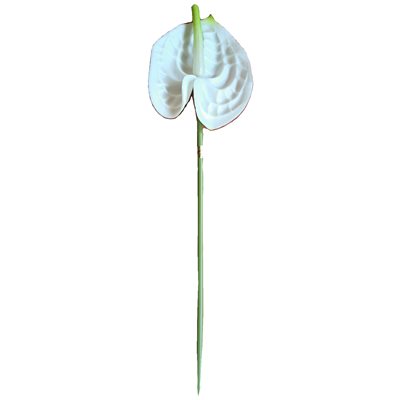 Anthurium mini sur tige 20" Blanc