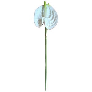 Anthurium mini sur tige 20" Blanc