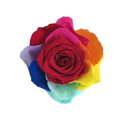 Rose Éternelle Rainbow bte de 6