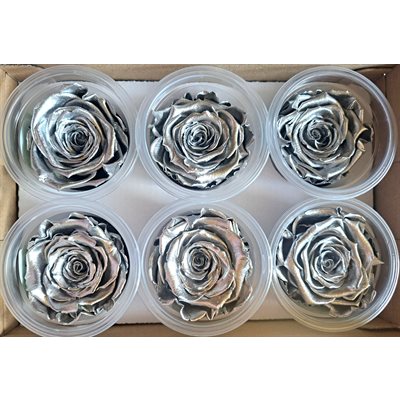 Rose Éternelle boîte de 6 Argent